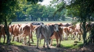 Cows
